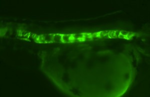 GFP protein expression driven in the zebrafish notochord by a mouse alpha B-crystallin promoter