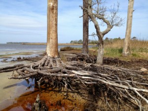 Tree Nage Head woods reduced